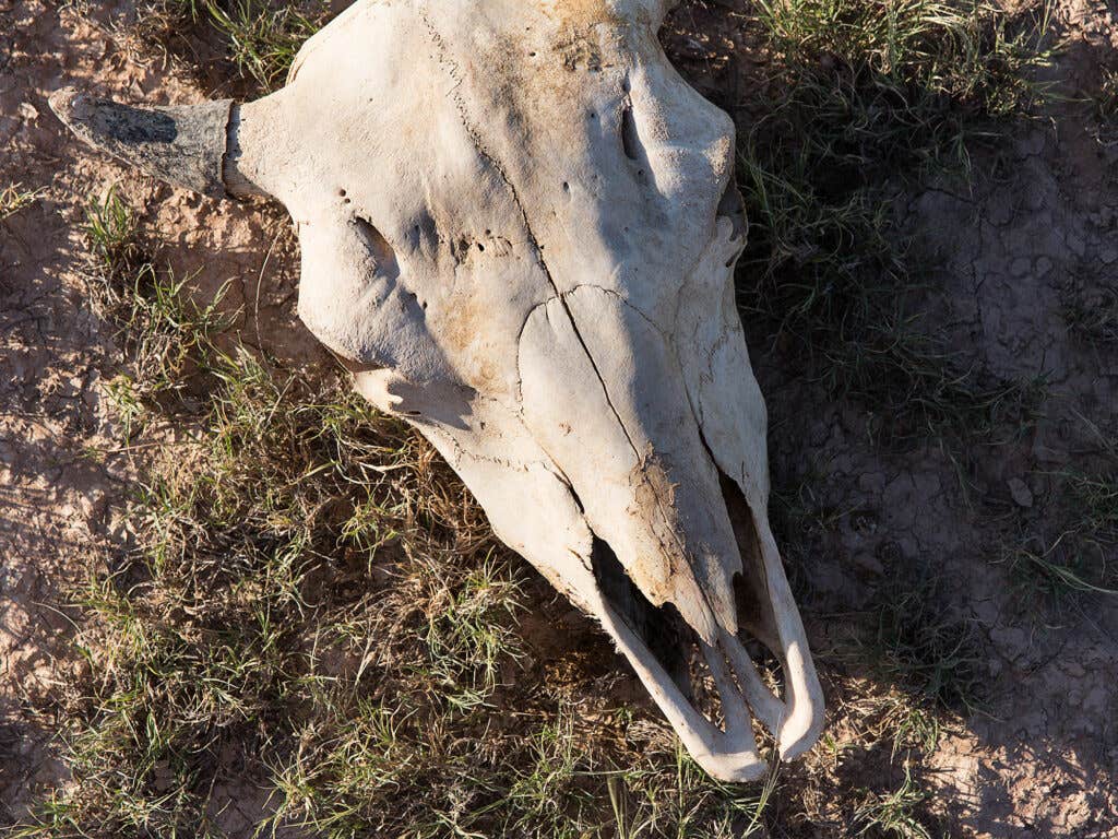 Buffalo Skull