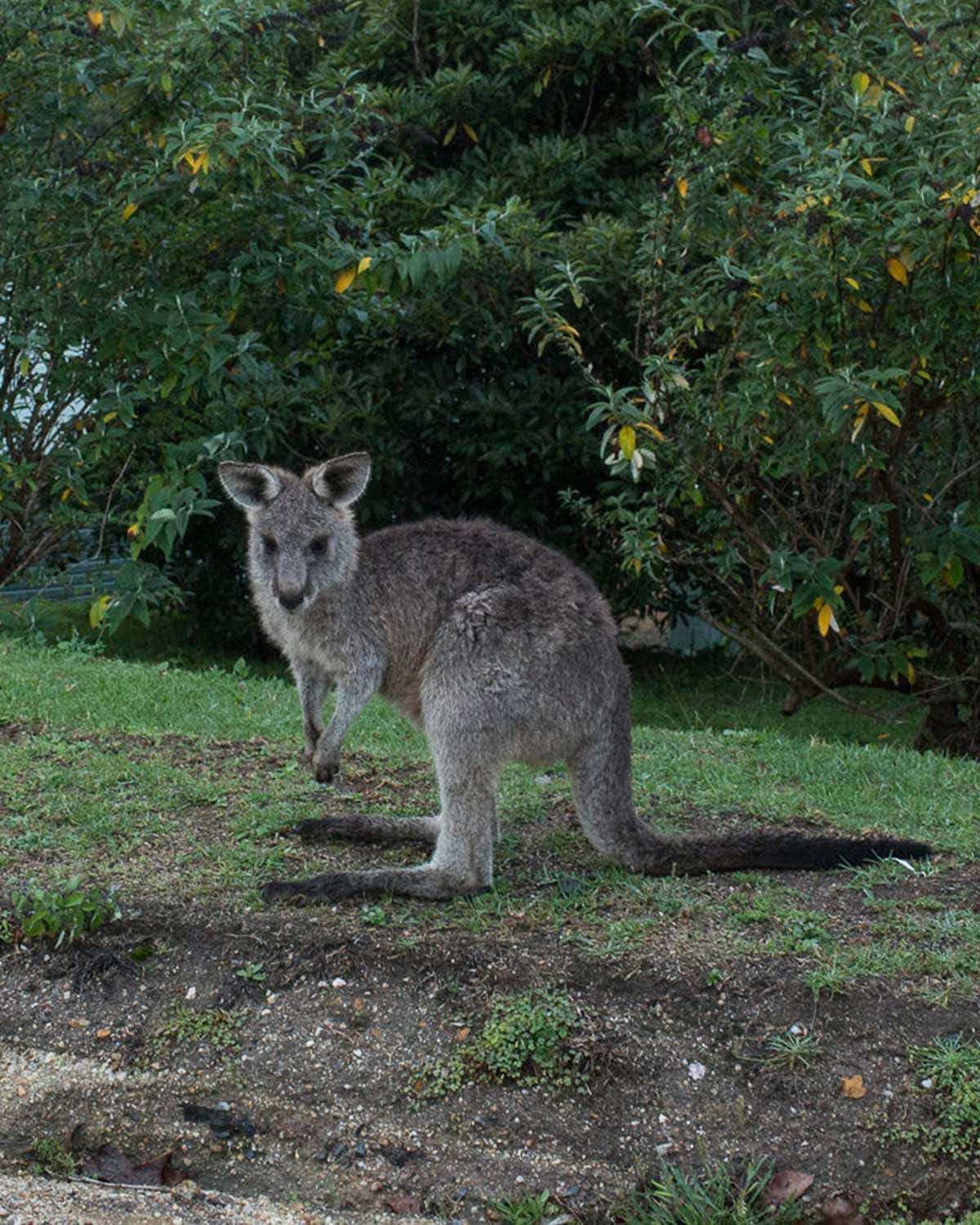 An Introduction to Australia’s Indigenous Ingredients