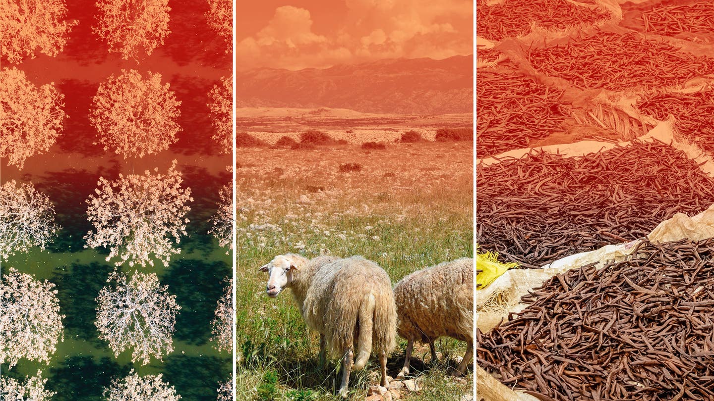 The Climate Crisis Is Coming for Your Favorite Foods Climate change ingredients hero
