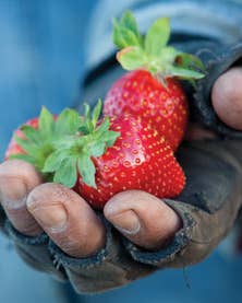 Sweet Crusade: Jim Cochran’s Strawberry Secrets