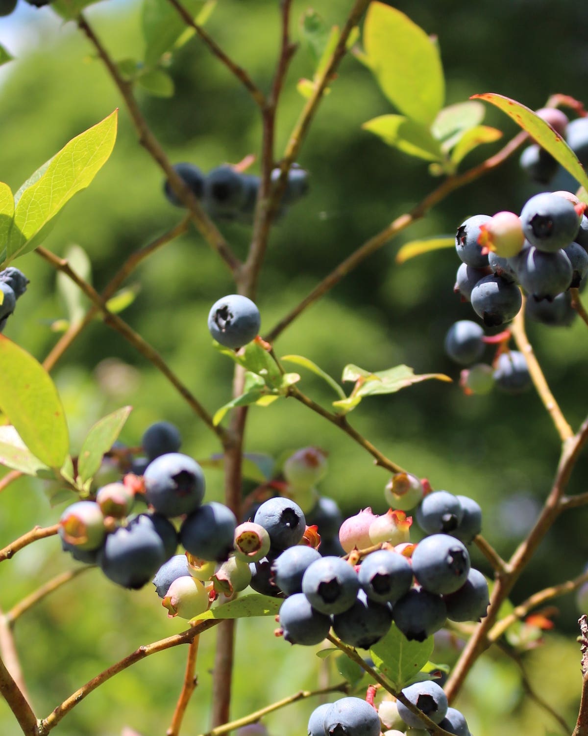 A Different Wild Blueberry, a Different Upside-Down Cake